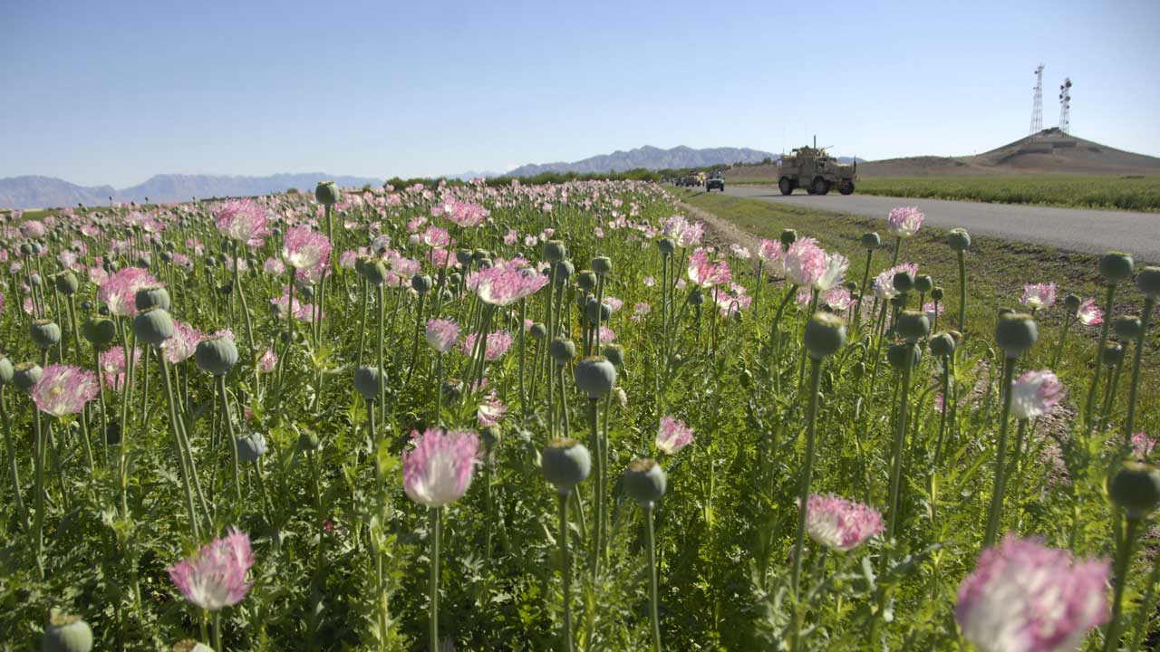 The US War in Afghanistan 84 Opium fields ready for harvesting are the target of poppy eradication by Afghan National Security Forces in Bala Baluk district on April 15, 2009. (Photo by U.S. Navy Petty Officer 1st Class Monica R. Nelson, ISAF, licensed under CC BY 2.0)