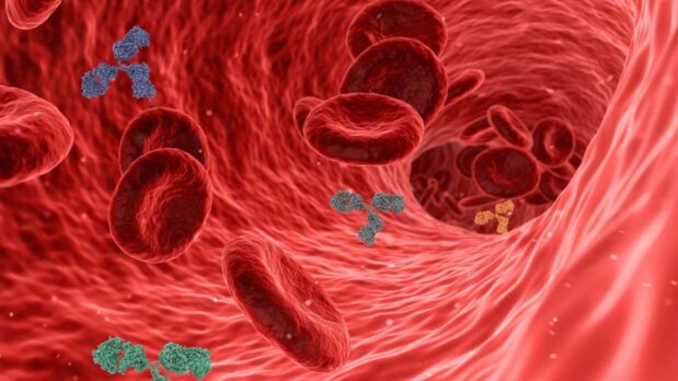 The Origins of the Lie That Natural Immunity to SARS-CoV-2 Wanes Rapidly 10 Artistic rendering of antibodies in the bloodstream (image by swiftsciencewriting, licensed under Pixabay license)