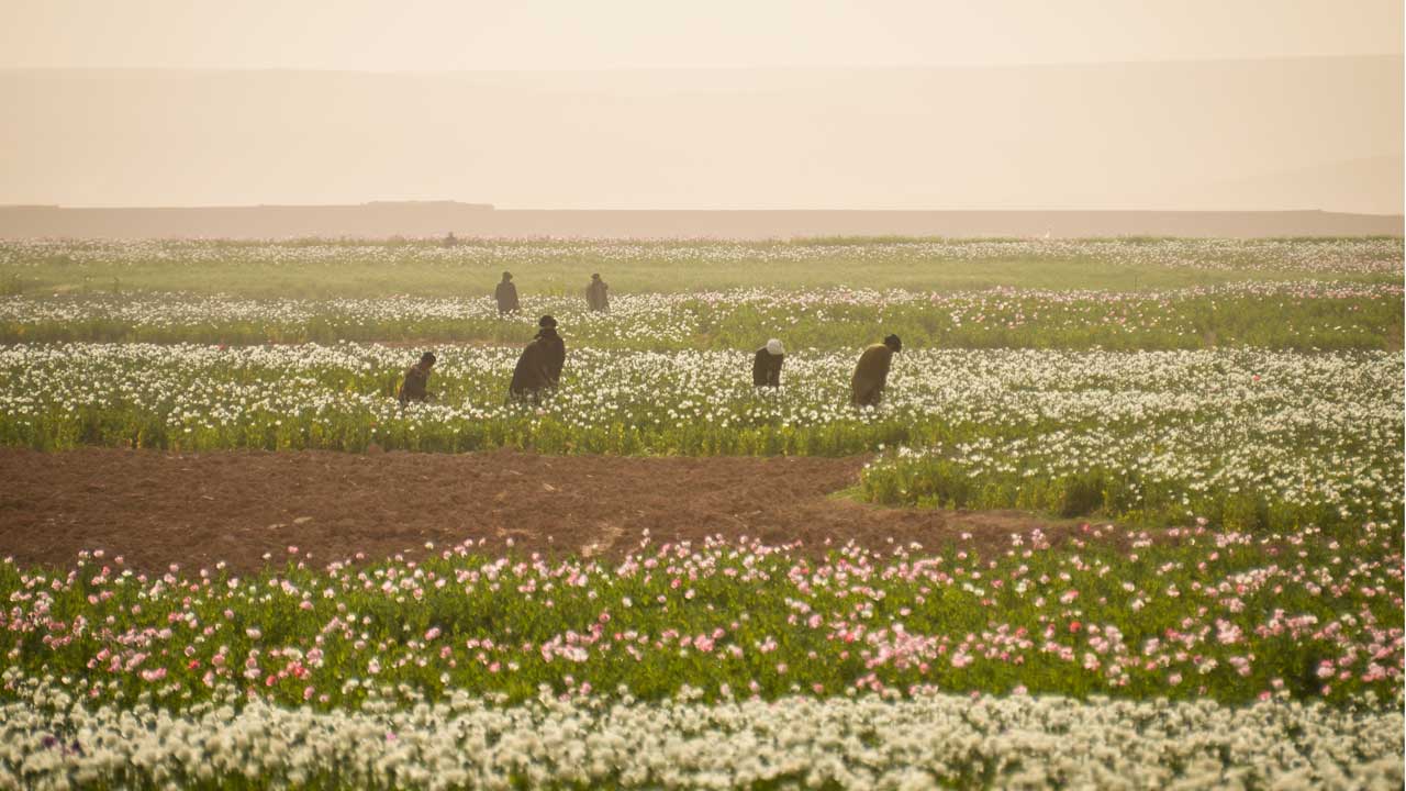 The US Role in the Afghan Opium Trade 25 Afghans cultivate poppy fields south of Shir Ghazi (Photo by Mark Stroud, licensed under CC BY 2.0)