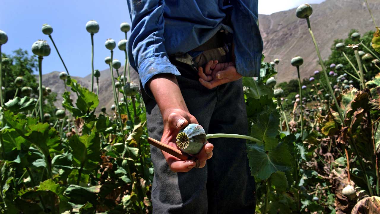 The US War in Afghanistan 62 Poppy fields in Afghanistan (Photo: United Nations, licensed under CC BY-NC-ND 2.0)