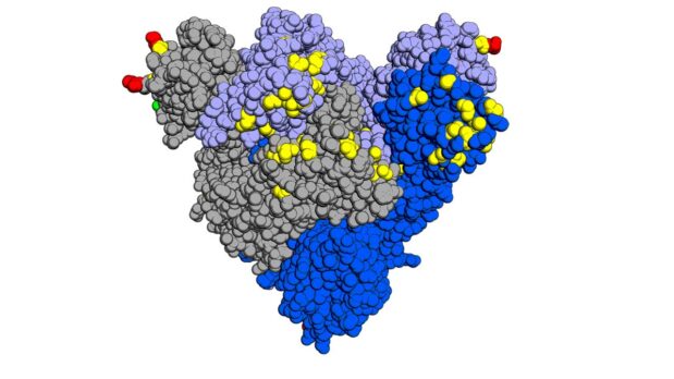 Why COVID-19 Vaccines Cannot Stop the Evolution of SARS-CoV-2 Variants 62 Positions of mutations in the SARS-CoV-2 Omicron variant compared to the original strain, showing amino acid substitutions (yellow), deletions (red), and insertions (green). (Image by Opabinia regalis, licensed under CC BY-SA 4.0)